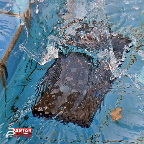 گوشی آبخورده هواوی